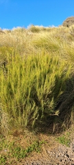 Dracophyllum acerosum