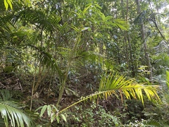 Calamus moti