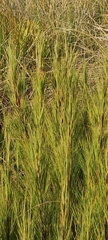 Dracophyllum acerosum
