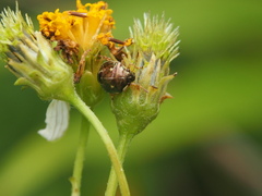 Eysarcoris guttigerus