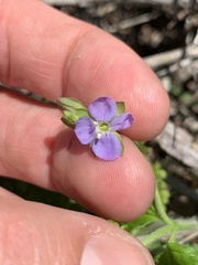 Veronica calycina