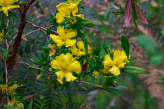 Hibbertia cuneiformis