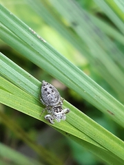 Opisthoncus nigrofemoratus
