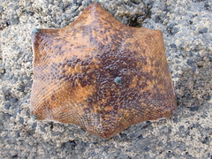 Patiriella regularis