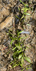Hydrolea ovata