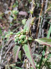 Euphorbia cuphosperma