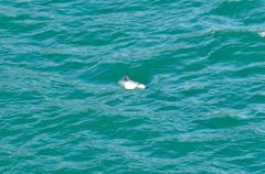 Cephalorhynchus hectori