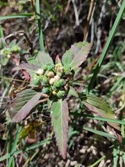 Euphorbia cuphosperma