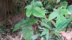 Tectaria polymorpha
