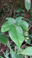 Tectaria polymorpha