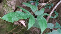 Tectaria polymorpha