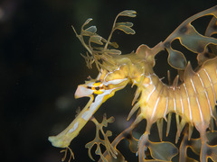 Phycodurus eques