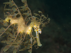 Phycodurus eques