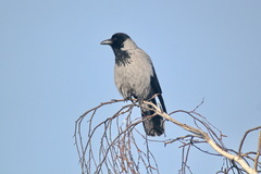 Corvus cornix