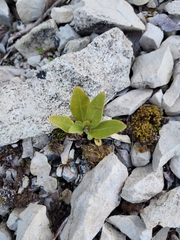 Olearia avicenniifolia