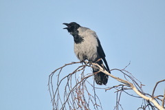 Corvus cornix