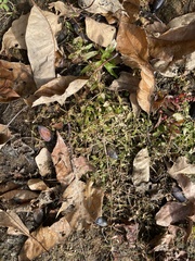 Lindernia anagallidea