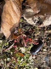 Lindernia anagallidea