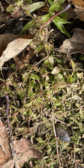Lindernia anagallidea