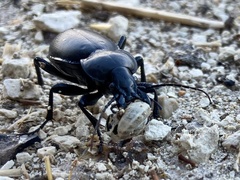 Carabus