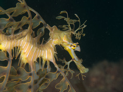 Phycodurus eques