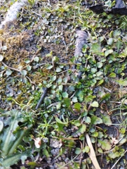 Lobelia angulata