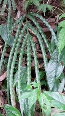 Pteris longipinna