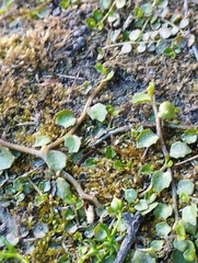 Lobelia angulata