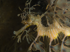 Phycodurus eques