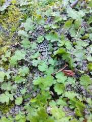 Leptinella squalida squalida