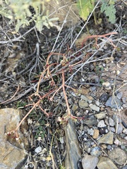 Portulaca
