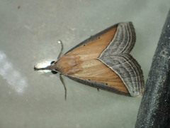 Hypena conscitalis