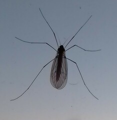 Trichocera annulata