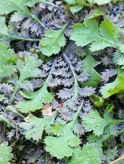 Leptinella squalida squalida