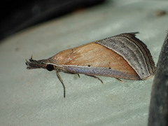 Hypena conscitalis