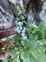 Ageratina rothrockii