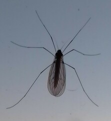 Trichocera annulata