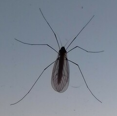 Trichocera annulata