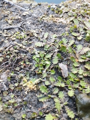 Leptinella squalida squalida