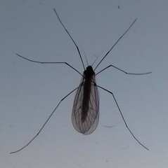 Trichocera annulata