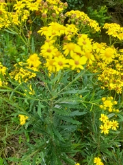 Senecio pterophorus
