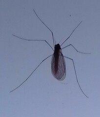 Trichocera annulata