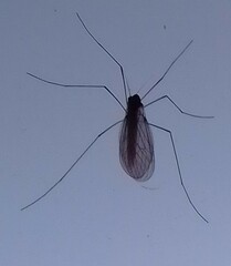 Trichocera annulata