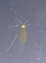 Trichocera annulata