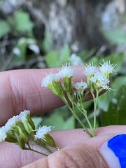 Ageratina rothrockii