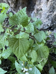 Ageratina rothrockii
