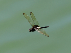 Pseudothemis zonata