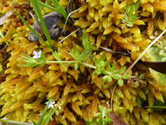 Sherardia arvensis