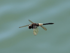 Pseudothemis zonata