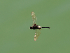 Pseudothemis zonata